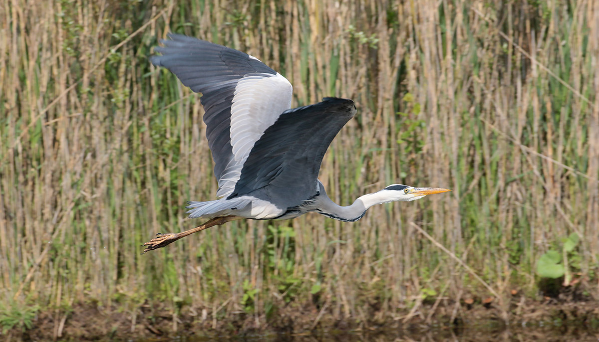 Blauwe reiger